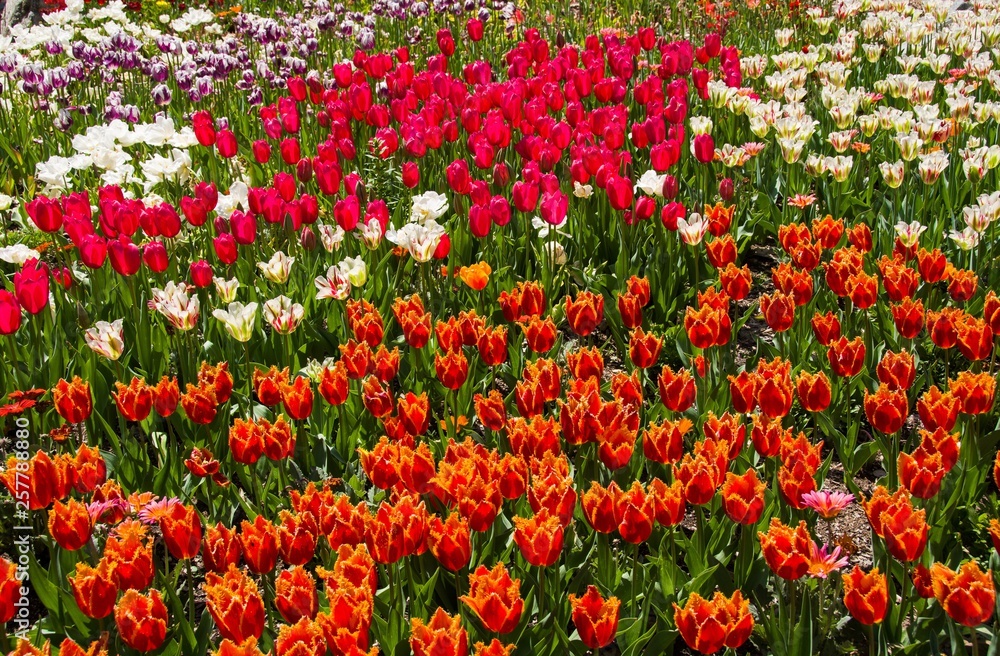 A stunning array of colorful tulips at peak bloom. Descanoso Gardens, La Cañada Flintridge, Los Angeles County, California. March 24, 2019.