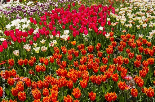 A stunning array of colorful tulips at peak bloom. Descanoso Gardens, La Cañada Flintridge, Los Angeles County, California. March 24, 2019.