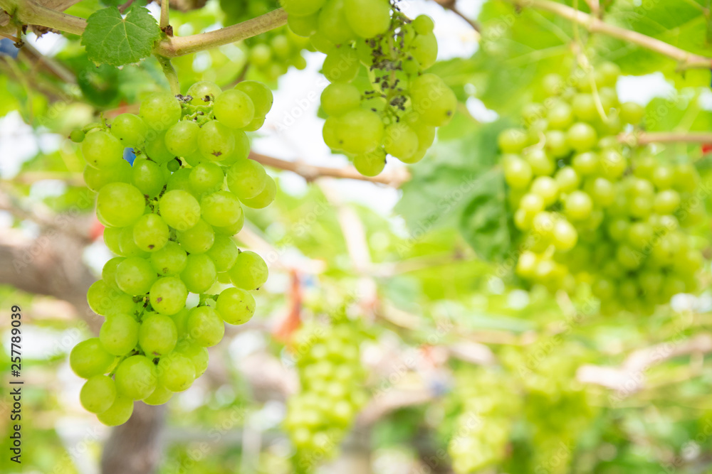 Bunch of green grapes on grapevine in vineyard. Bunch of green grapes on grapevine in vineyard.
