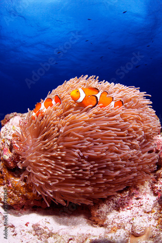 カクレクマノミ クマノミ ニモ イソギンチャク 熱帯魚 サンゴ サンゴ礁 珊瑚礁 スキューバダイビング ダイビング 水中 海中 水中撮影 座間味島 慶良間諸島 沖縄 日本 美しい海 ケラマブルー Stock 写真 Adobe Stock