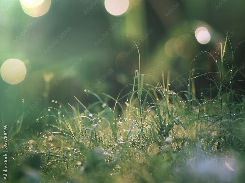 green leaves grass at field green leaves grass at field