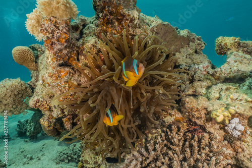 Clownfish in the Red Sea Colorful and beautiful  Eilat Israel