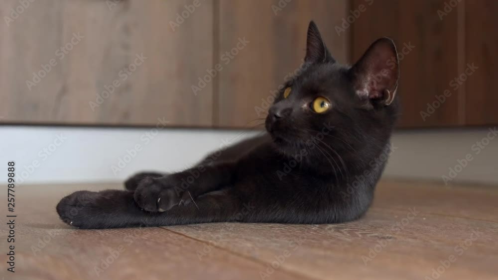 Black kitten getting up from wooden floor Black kitten getting up from wooden floor