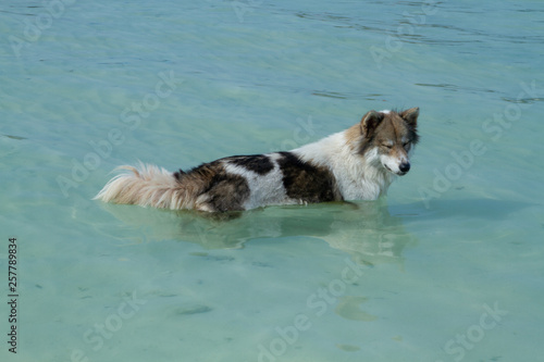 dog in the sea