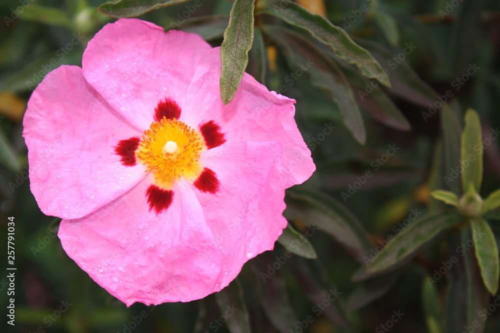 HERMOSURA EN PETALOS COLOR ROSA