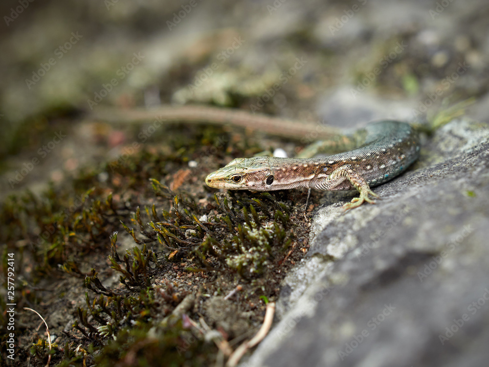 The lizard Lacerta viridis sits on a stone. The lizard Lacerta viridis sits on a stone.