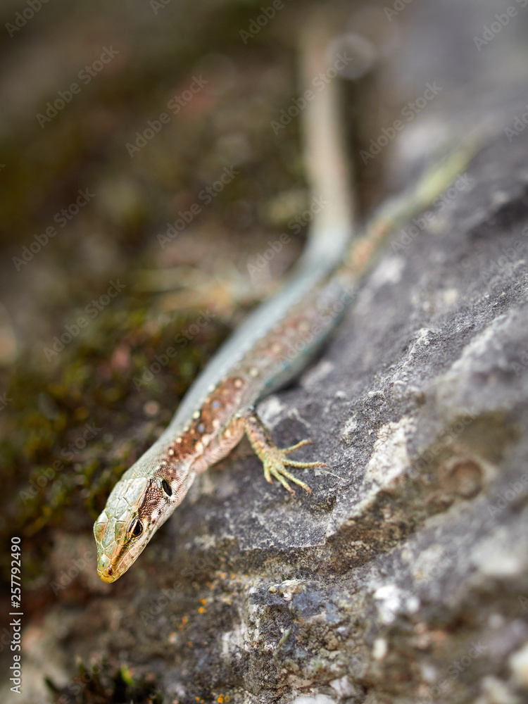 The lizard Lacerta viridis sits on a stone. The lizard Lacerta viridis sits on a stone.