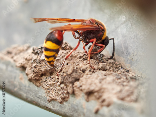 A large wasp Eumenes builds a nest from the ground. photo