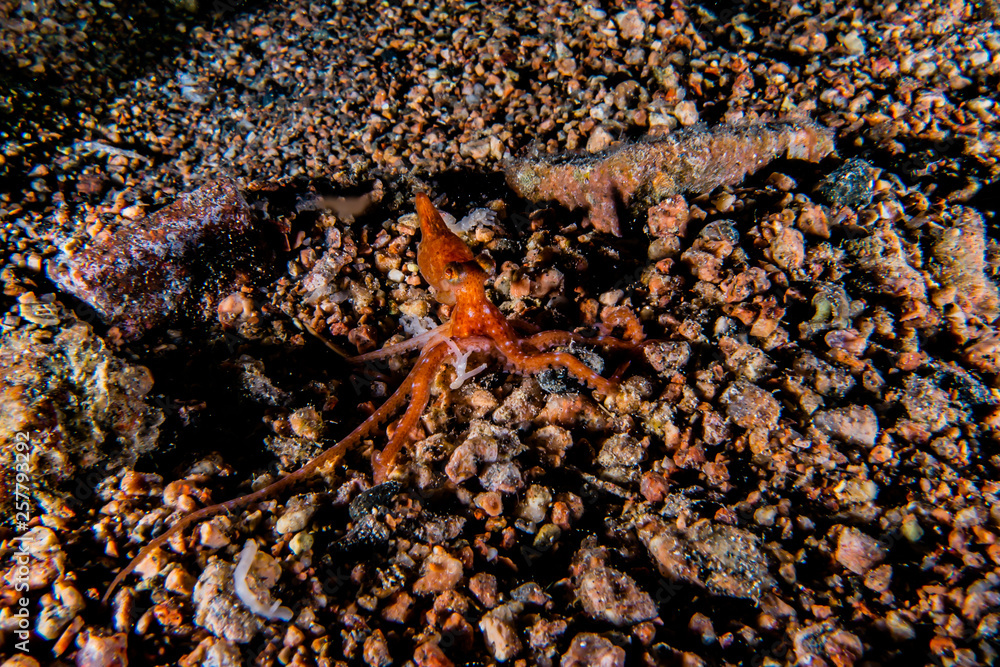 Octopus king of camouflage in the Red Sea, eilat israel Octopus king of camouflage in the Red Sea, eilat israel
