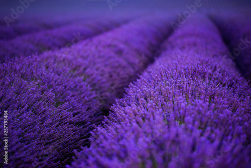 lavender field france