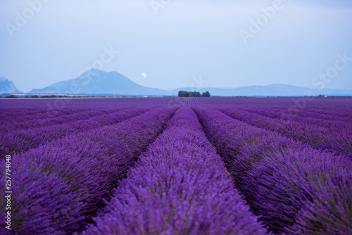 the moon above lavender field france