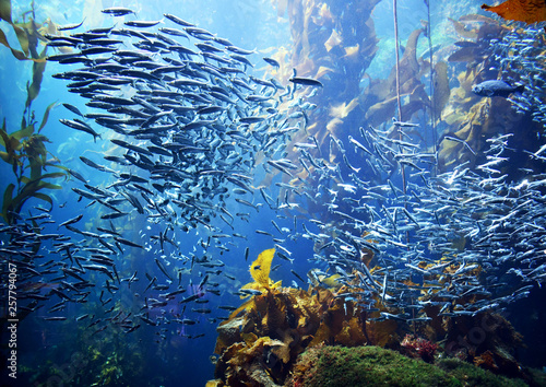 fish going to school