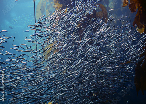 fish swimming together