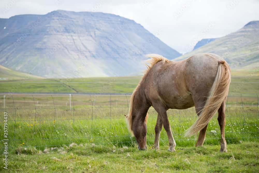 Scenic view of Icelandic horse in Iceland, Summertime, Travel Destinations Concept	