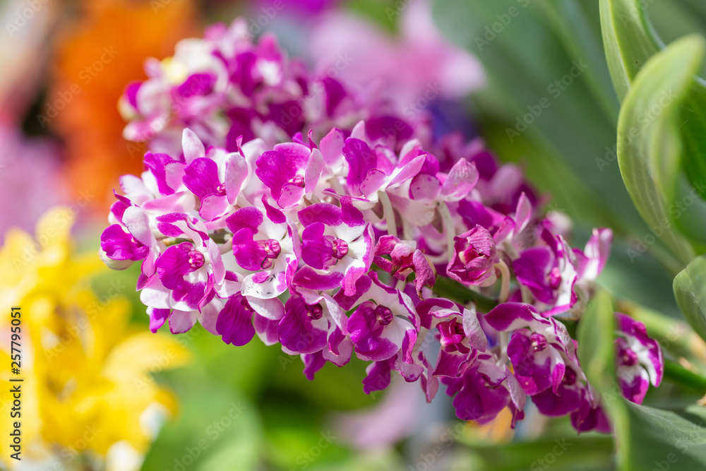 Orchid flower in orchid garden at winter or spring day for postcard beauty and agriculture idea concept design. Rhynchostylis Orchid. Orchid flower in orchid garden at winter or spring day for postcard beauty and agriculture idea concept design. Rhynchostylis Orchid.
