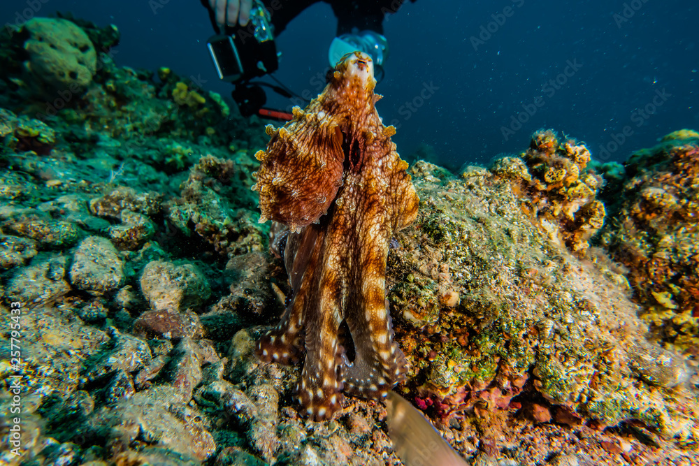 Octopus king of camouflage in the Red Sea, eilat israel Octopus king of camouflage in the Red Sea, eilat israel