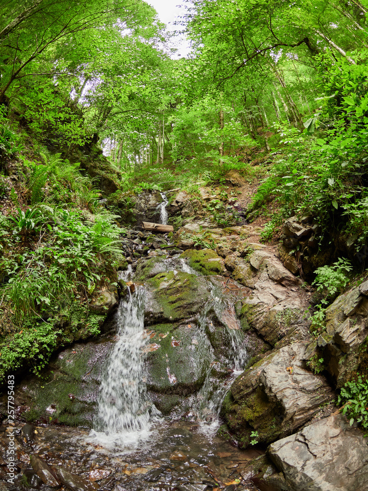 Powerful stream in summer forest. Waterfall in the forest. Powerful stream in summer forest. Waterfall in the forest.