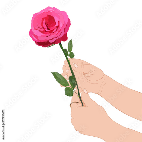  image of two female hands holding a beautiful pink rose