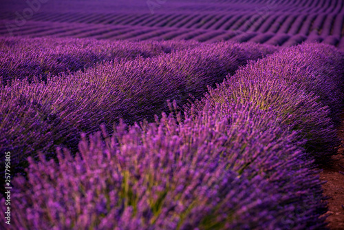 lavender field france