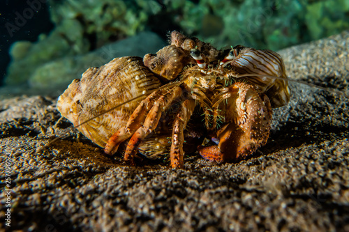 Carrier Hermit Crab in the Red Sea  Eilat Israel