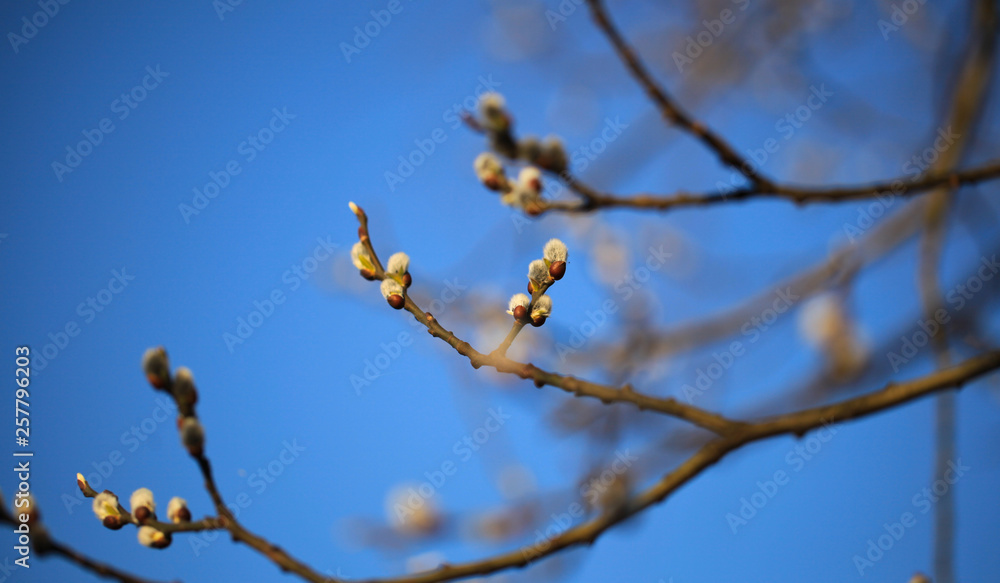 Nice fresh flowering pussy willow branches in early spring. Salix caprea Nice fresh flowering pussy willow branches in early spring. Salix caprea