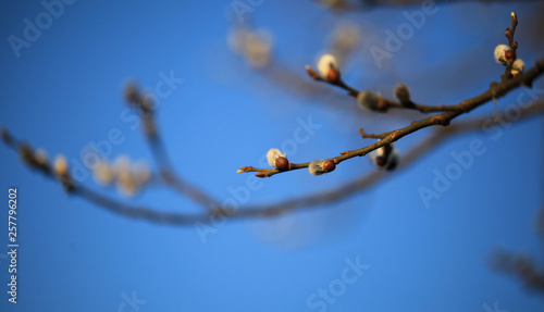 Nice fresh flowering pussy willow branches in early spring. Salix caprea