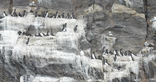 Brunnich's guillemot flock on a Cliff Beautiful shot of brunnich's guillemot flock on a rock in 4K resolution photo