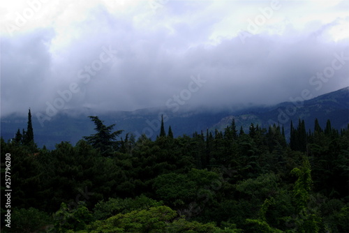 clouds and fog over the mountain forest