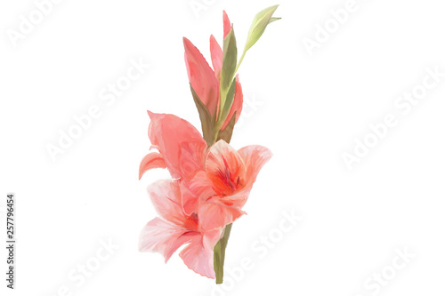 Fototapeta Naklejka Na Ścianę i Meble -  bouquet of pink lilies isolated on white background