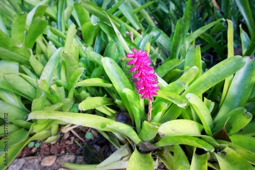 Top view of pink Bromeliad plant tropical flower as a background  Bromeliaceae  