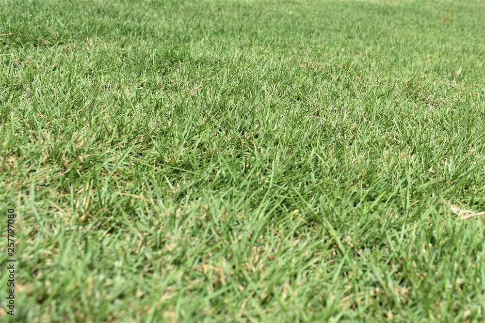 grass closeup grass closeup
