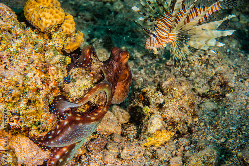Octopus king of camouflage in the Red Sea, eilat israel Octopus king of camouflage in the Red Sea, eilat israel
