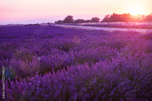 colorful sunset at lavender field © .shock