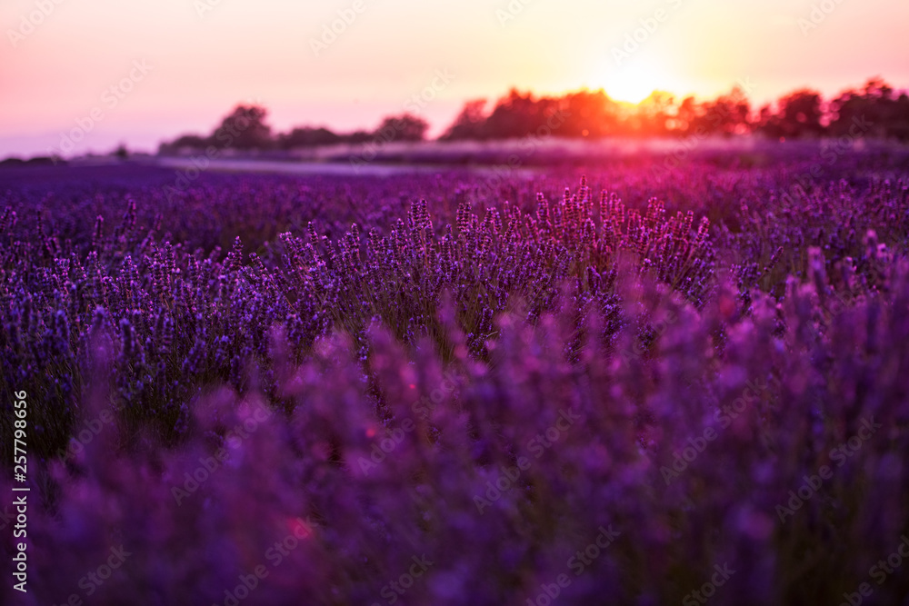 Naklejka premium colorful sunset at lavender field