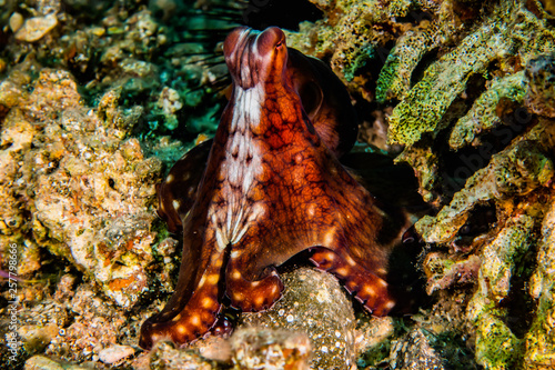 Octopus king of camouflage in the Red Sea, eilat israel 