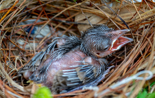 Newborn Bird Babies In Robin Nest - Closeup look inside of a robin's bird nest with newborn baby bird sleeping peacefully