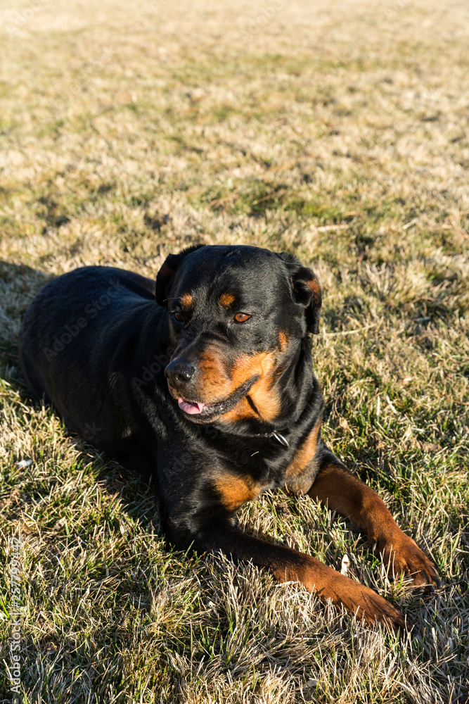 Rottweiler dog hanging out in the grass relaxing at a park Rottweiler dog hanging out in the grass relaxing at a park