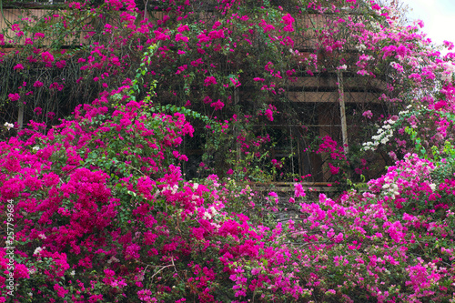 Amazing house with pink bougainvillea flower cover facade