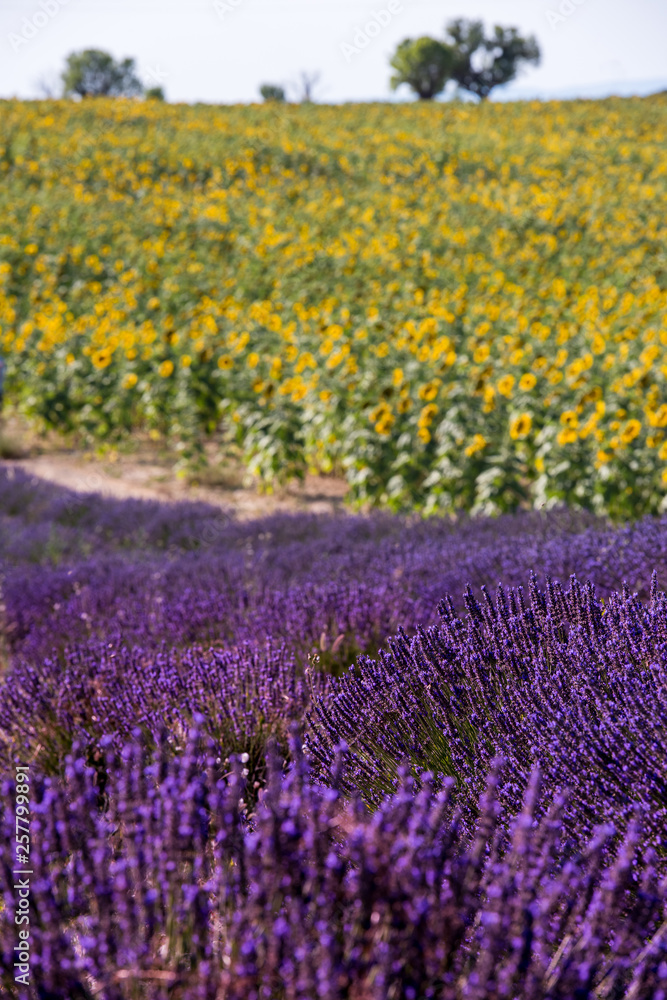 Fototapeta premium lavender and sunflower field