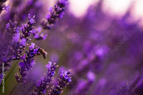 bumblebee collecting pollen from one of the lavender flower