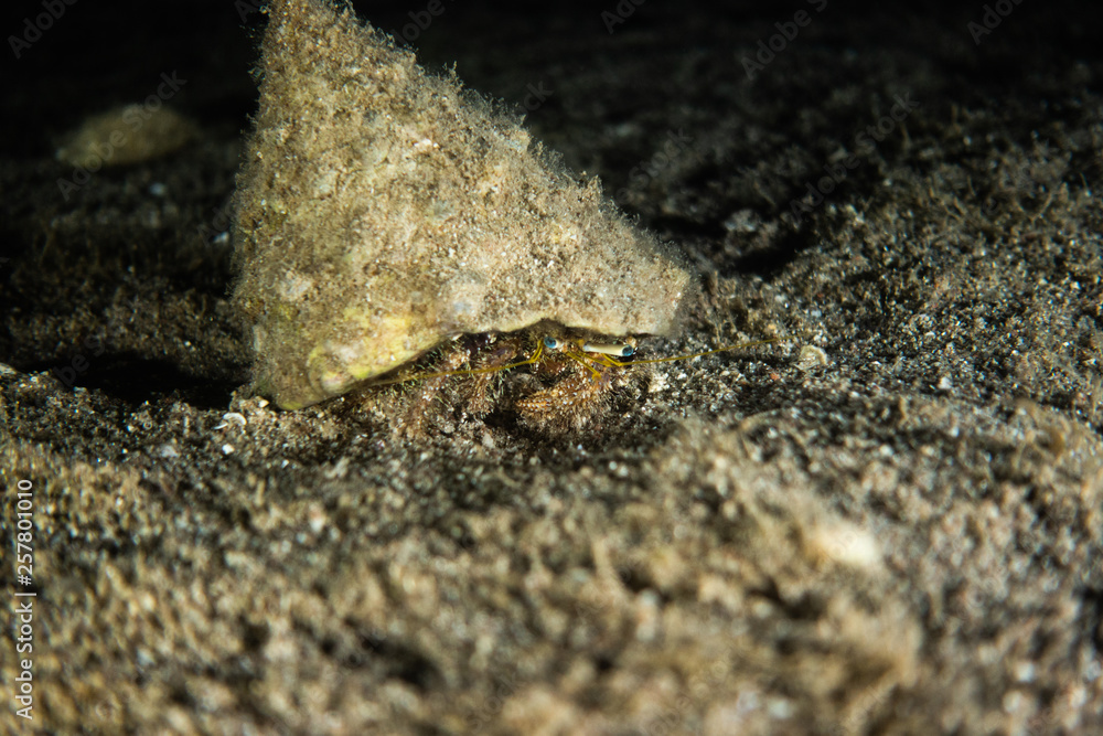 Bristled Hermit Crab in the Red Sea Colorful and beautiful, Eilat Israel Bristled Hermit Crab in the Red Sea Colorful and beautiful, Eilat Israel