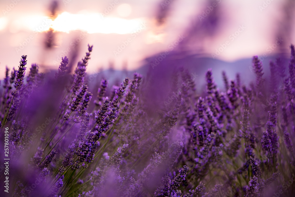 Fototapeta z bliska Krzewy lawendowo-fioletowych aromatycznych kwiatów