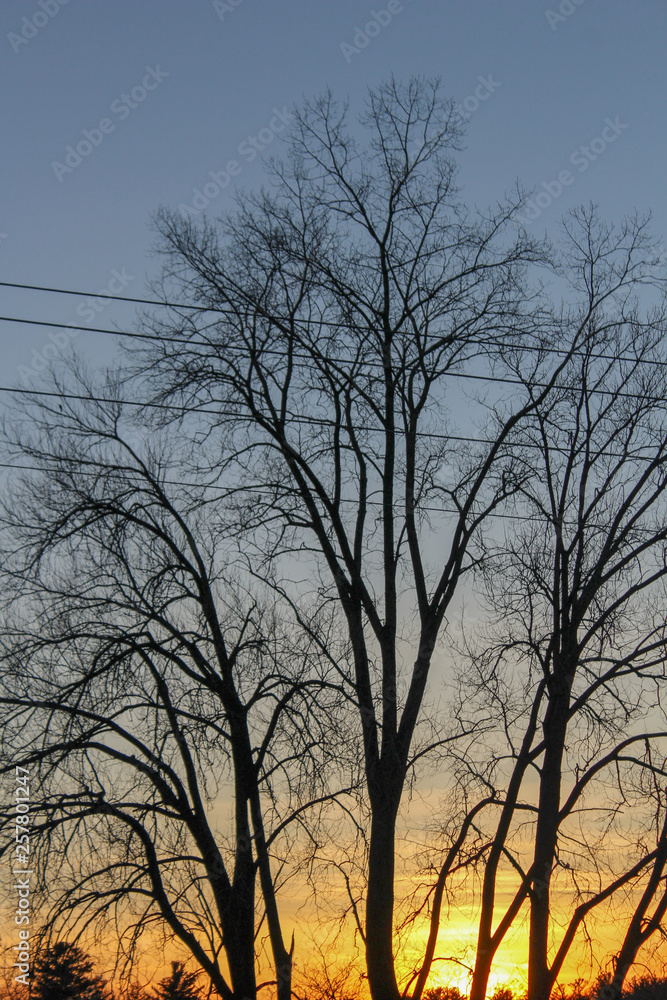 silhouette of a tree silhouette of a tree