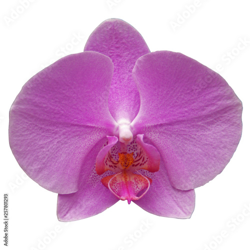 Orchidée 