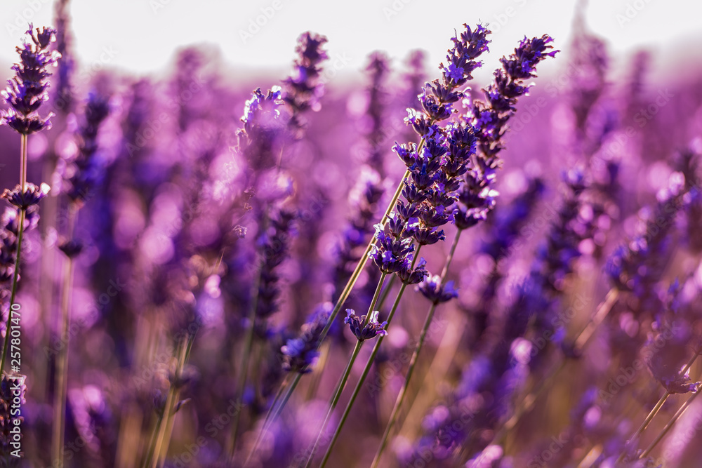 Fototapeta premium Close up Bushes of lavender purple aromatic flowers