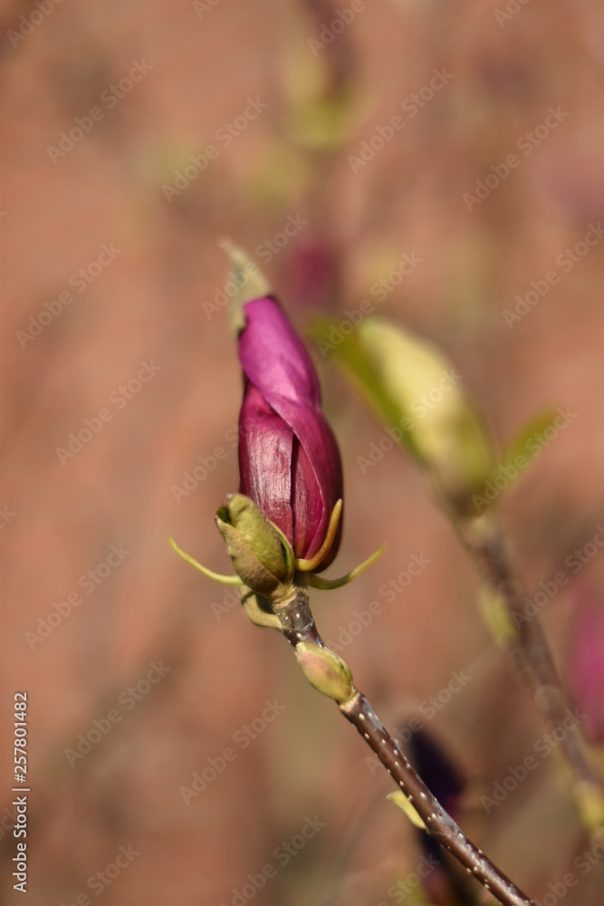 Magnolienknospe (Magnolia) Magnolienknospe (Magnolia)