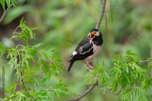 Pied Myna or Gracupica contra photo