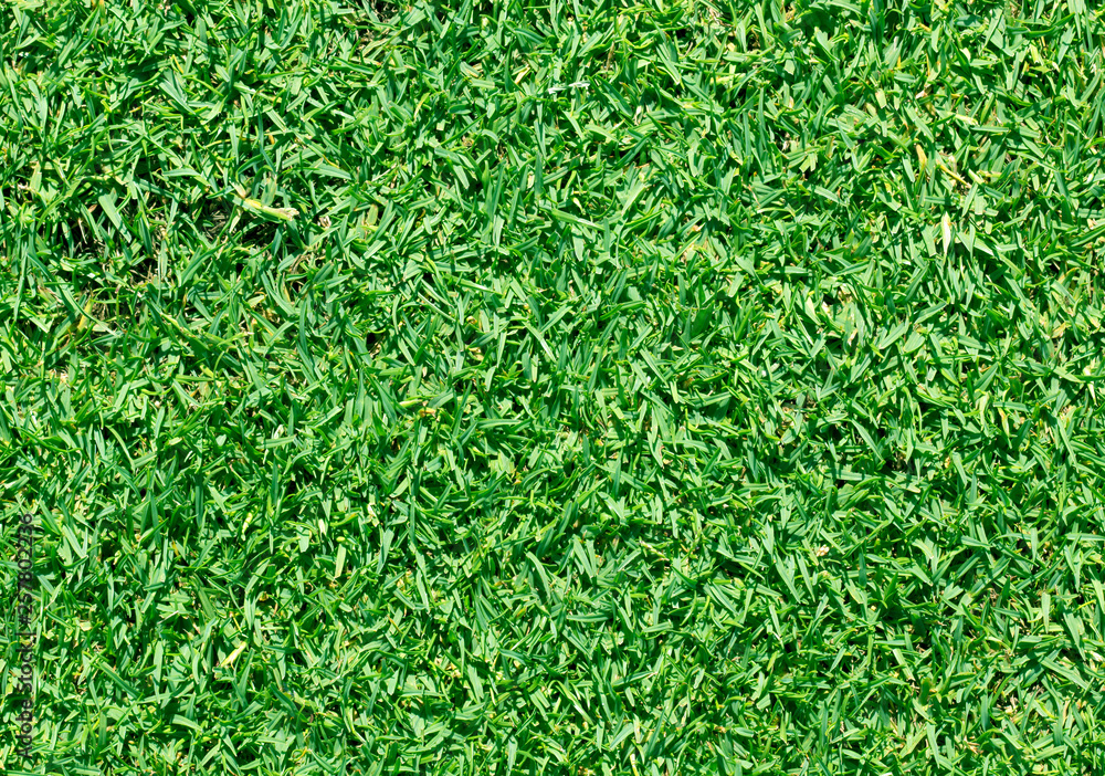 Green lawn Green lawn