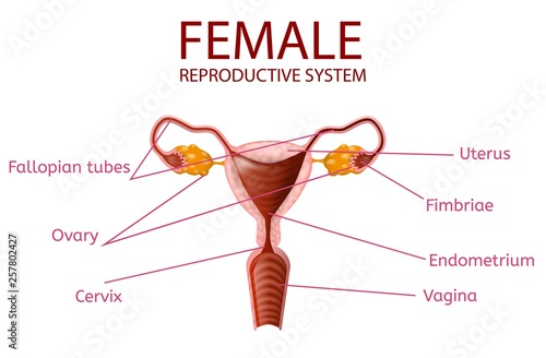 Anatomical Banner. Female Reproductive System.