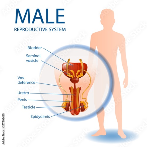 Male Reproductive System Anatomical Medical Banner